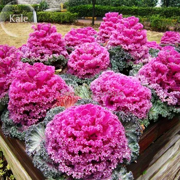 Kale Ornamental Brassica Oleracea Collard Winter Flowers, 30 Seeds, fire hot garden flowers E3575