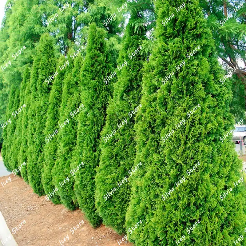 100Pcs/Bag Microbiota Decussata Siberian Carpet Cypress Arborvitae flores tree Bonsai Plant DIY Home Garden Planting
100Pcs/Bag Microbiota Decussata Siberian Carpet Cypress Arborvitae flores tree Bonsai Plant DIY Home Garden Planting
