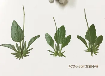 60pcs Dried Pressed Pansy Corydalis Suaveolens Hance Leaf Leaves Plant Herbarium For Jewelry Pendant Earrings Making Accessories
60pcs Dried Pressed Pansy Corydalis Suaveolens Hance Leaf Leaves Plant Herbarium For Jewelry Pendant Earrings Making Accessories
