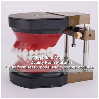 DH/13053, Typodont Model, Dentist Training Dental Model, Replacement Teeth, Resin Tooth
DH/13053, Typodont Model, Dentist Training Dental Model, Replacement Teeth, Resin Tooth