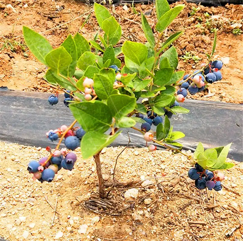 100pcs/bag Blueberry Fruit Bonsai Plants Family Potted Fruit Garden Bonsai Plant Flower Healthy Organic Plant Fruit
100pcs/bag Blueberry Fruit Bonsai Plants Family Potted Fruit Garden Bonsai Plant Flower Healthy Organic Plant Fruit