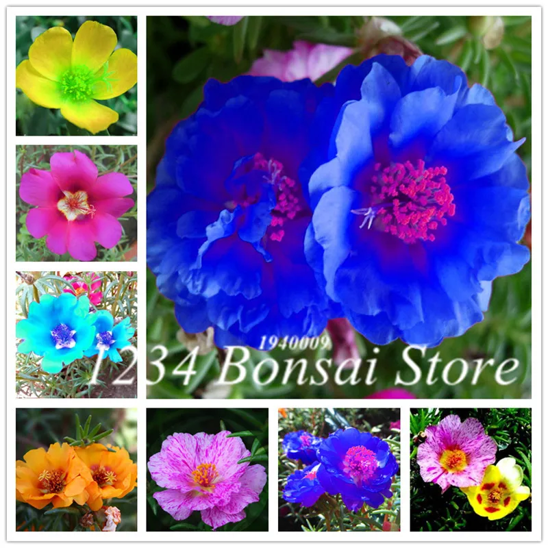100 Pcs Portulaca Grandiflora bonsai Mixed Color Moss-Rose Purslane Double Flower plant For Planting Heat Tolerant Easy Growing
100 Pcs Portulaca Grandiflora bonsai Mixed Color Moss-Rose Purslane Double Flower plant For Planting Heat Tolerant Easy Growing