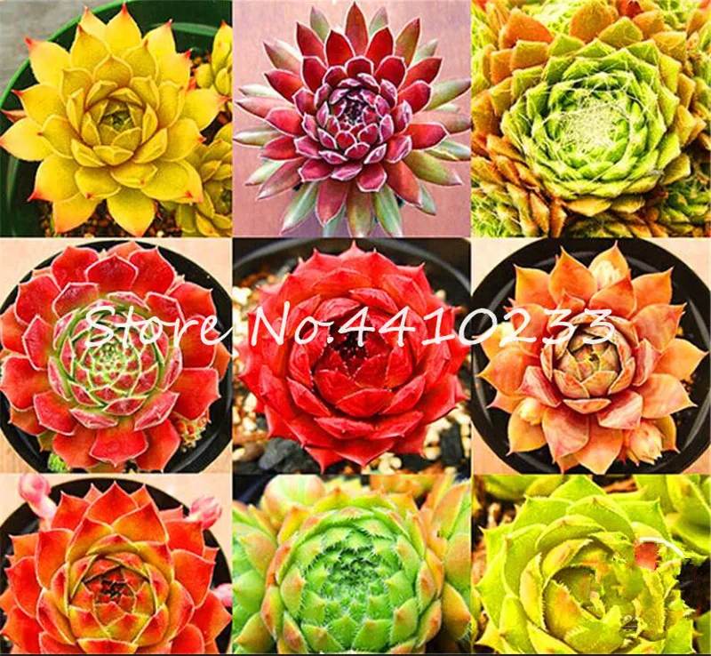 200 Pcs Rare Mixed Sempervivum Bonsai Plant Rare Succulent Bonsai Tenerife Diy Office Bonsai Flower Plant New Home Garden Plant
200 Pcs Rare Mixed Sempervivum Bonsai Plant Rare Succulent Bonsai Tenerife Diy Office Bonsai Flower Plant New Home Garden Plant