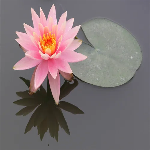 Hot sale !Light pink bowl lotus bonsai hydroponics 5Pcs plant aquatic plant flower pot lotus water lily plant bonsai garden
Hot sale !Light pink bowl lotus bonsai hydroponics 5Pcs plant aquatic plant flower pot lotus water lily plant bonsai garden