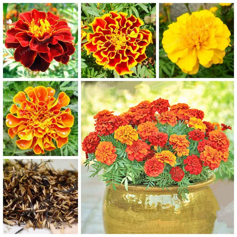 Tagetes Patula Flower Bonsai Indoor Bonsai Balcony French Marigold Bonsai Plant Home Bonsai Easy To Plant 50 Pcs
Tagetes Patula Flower Bonsai Indoor Bonsai Balcony French Marigold Bonsai Plant Home Bonsai Easy To Plant 50 Pcs