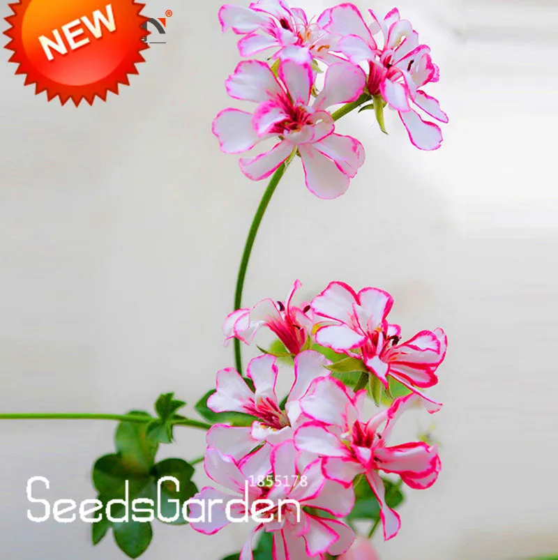 New Fresh A Package 20 Pieces White & Red Edge Geranium bonsai, Perennial Flower garden Pelargonium Peltatum Flowers,#63
New Fresh A Package 20 Pieces White & Red Edge Geranium bonsai, Perennial Flower garden Pelargonium Peltatum Flowers,#63