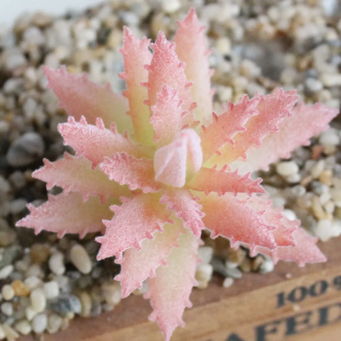 Artificial Succulents Plants 4 Colors Artificial Plant Landscape Fake Flower Ornament Home Office Garden Decoration
Artificial Succulents Plants 4 Colors Artificial Plant Landscape Fake Flower Ornament Home Office Garden Decoration