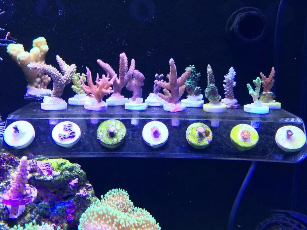 SPS phyto plus coral frag stand bracket mini nano strong magnet fix aquarium fish reef tank inclined plane
SPS phyto plus coral frag stand bracket mini nano strong magnet fix aquarium fish reef tank inclined plane