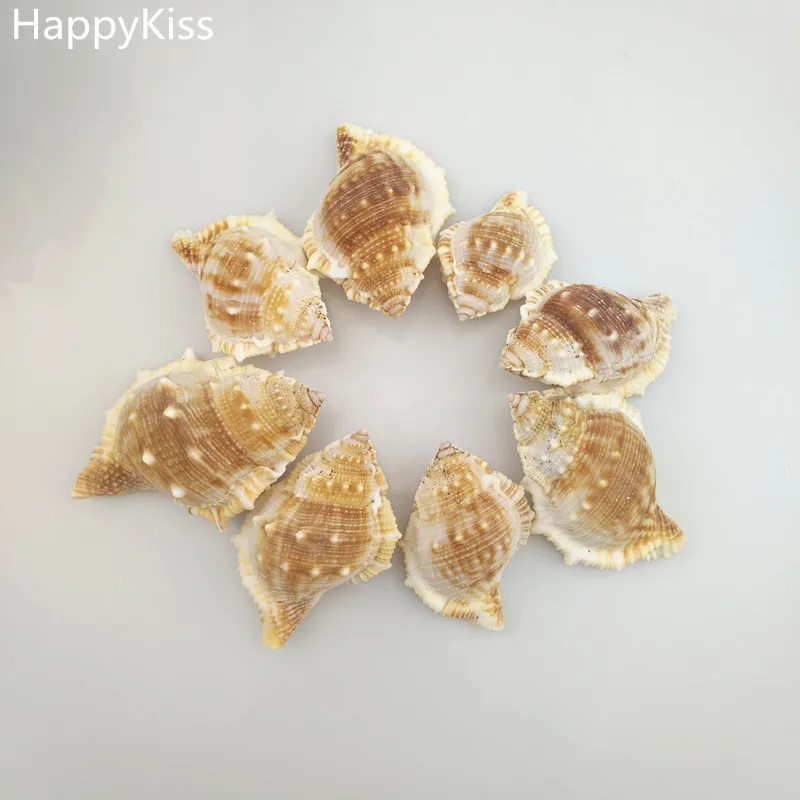 HappyKiss 1 pcs natural Real Drapery Hold Great for weddings or asymmetry party sea shells conch natural crafts sea star
HappyKiss 1 pcs natural Real Drapery Hold Great for weddings or asymmetry party sea shells conch natural crafts sea star
