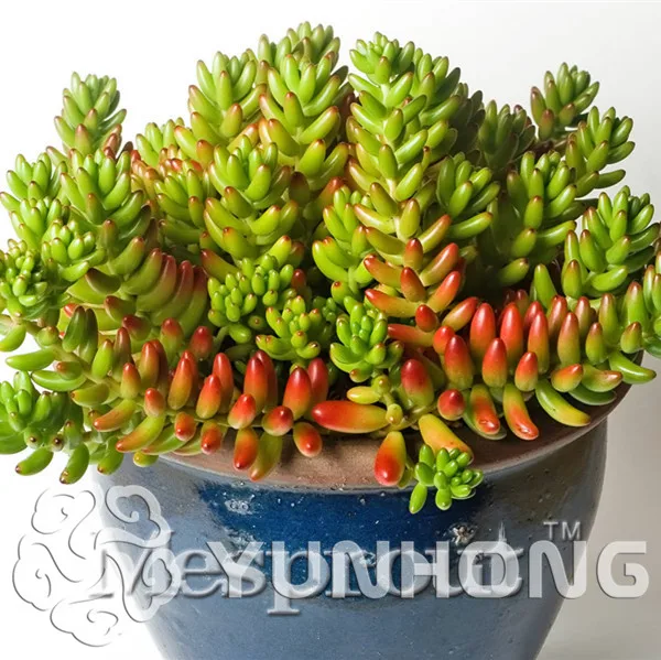 100PCS Sedum Bonsai German imports of potted flowers sedum succulents radiation wonderful fleshy Bonsai Purple Goddess of Mercy
100PCS Sedum Bonsai German imports of potted flowers sedum succulents radiation wonderful fleshy Bonsai Purple Goddess of Mercy