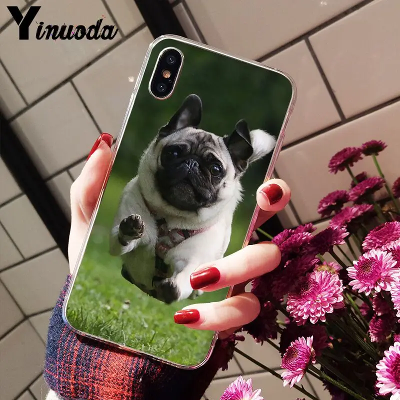 Cute pug dog