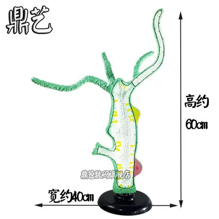 free shipping Biological model equipment polyp Anatomic magnification model teaching apparatus
free shipping Biological model equipment polyp Anatomic magnification model teaching apparatus