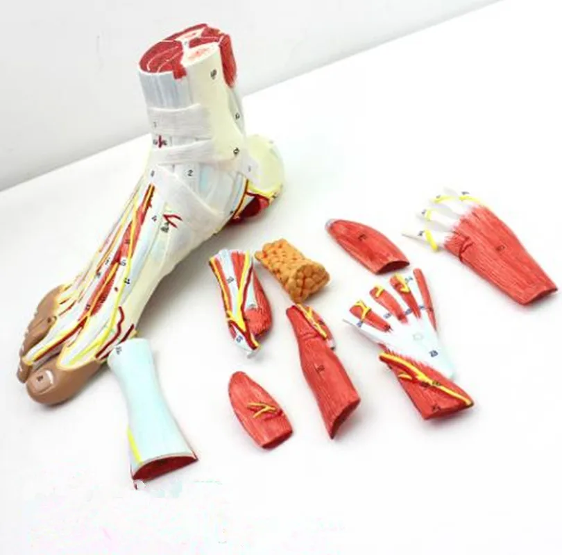 Foot ankle joint muscle ligament anatomical model display teaching demonstat 
Foot ankle joint muscle ligament anatomical model display teaching demonstat