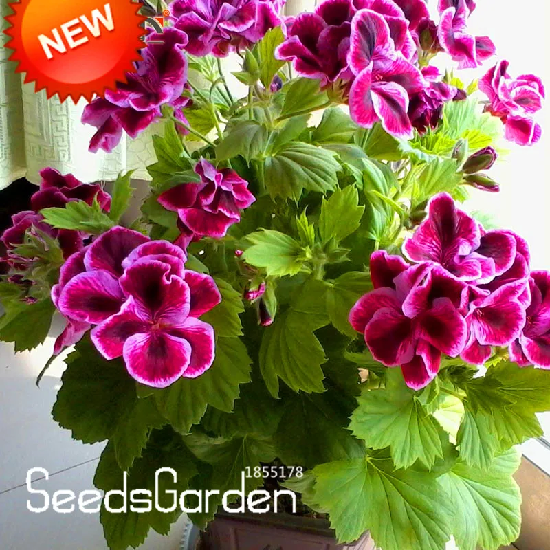 Promotion!20 Pcs/Bag Maple Leaf Geranium bonsai, Perennial Flower garden Pelargonium Domesticum Flowers for Rooms,#AA8ZMT
Promotion!20 Pcs/Bag Maple Leaf Geranium bonsai, Perennial Flower garden Pelargonium Domesticum Flowers for Rooms,#AA8ZMT