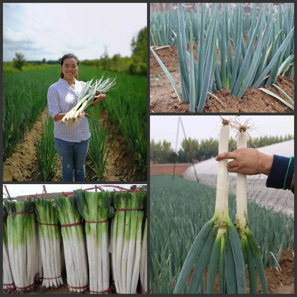 100pcs Fresh Giant Chinese Green Onion semillas Home Garden Bonsai Plant Vegetable sementes
100pcs Fresh Giant Chinese Green Onion semillas Home Garden Bonsai Plant Vegetable sementes