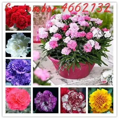 50pcs New Arrival!Rare Carnations Bonsai Balcony Potted Plants Flowers for home garden Free Shipping Survival rates
50pcs New Arrival!Rare Carnations Bonsai Balcony Potted Plants Flowers for home garden Free Shipping Survival rates