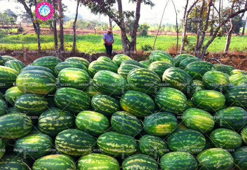 11.11 Big Promotion!30 pcs/lot Giant Watermelon S Juice Fruit Tree Green garden&home Aweet Perennial Organic Herb Plant
11.11 Big Promotion!30 pcs/lot Giant Watermelon S Juice Fruit Tree Green garden&home Aweet Perennial Organic Herb Plant