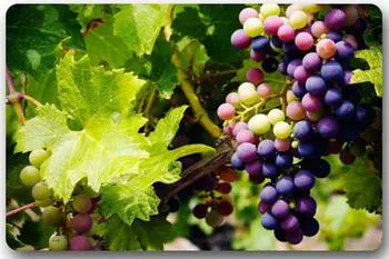 Door Mats Crseative Design Grape Drawing Home Door Mats Doormat Mat Bathroom Kitchen Decor Area Rug/Floor Mat
Door Mats Crseative Design Grape Drawing Home Door Mats Doormat Mat Bathroom Kitchen Decor Area Rug/Floor Mat