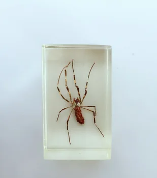Transparent Resin Flower Spider Appearance Embedded Specimen Animal Specimens Models Biology Teaching Aids Resin Handicraft
Transparent Resin Flower Spider Appearance Embedded Specimen Animal Specimens Models Biology Teaching Aids Resin Handicraft