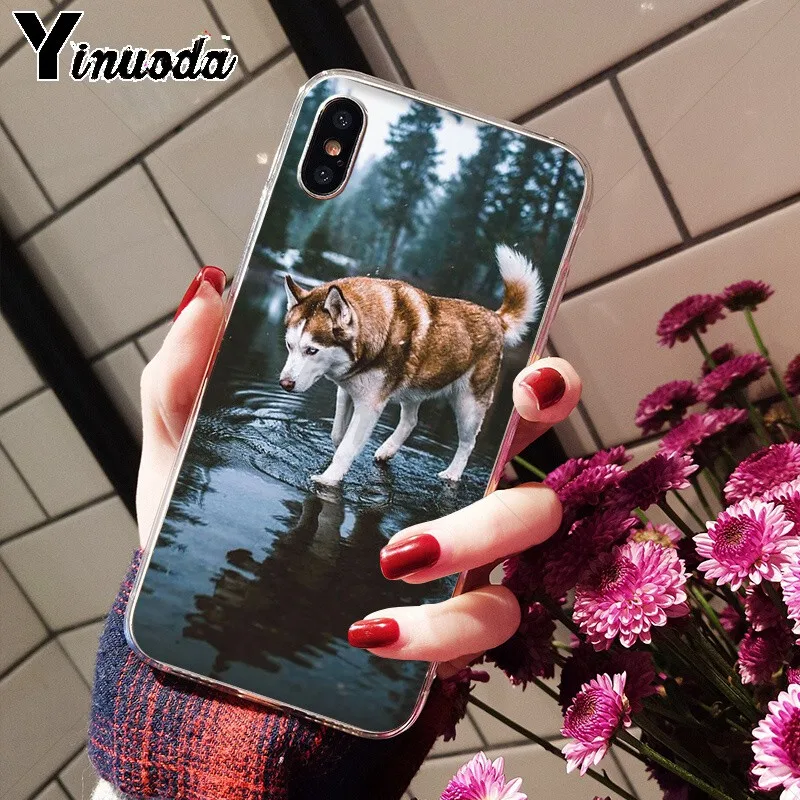 Animal Husky cute Puppy Dog