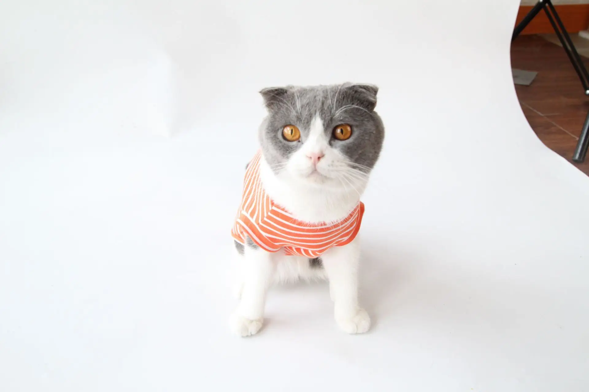 Algodón Gato Mascota Ropa Suave Moda SpringAutumn Compre Nueva Traje n0wP8OkX