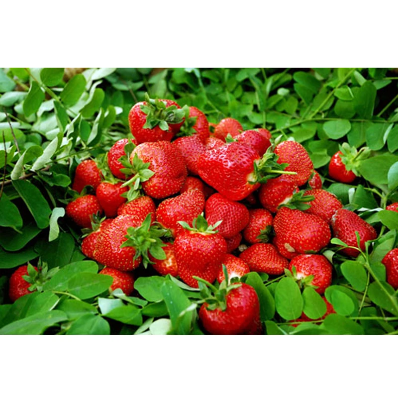 Four Seasons potted strawberry perennial flower results balcony flower 500 /pack of fruits and vegetables
Four Seasons potted strawberry perennial flower results balcony flower 500 /pack of fruits and vegetables