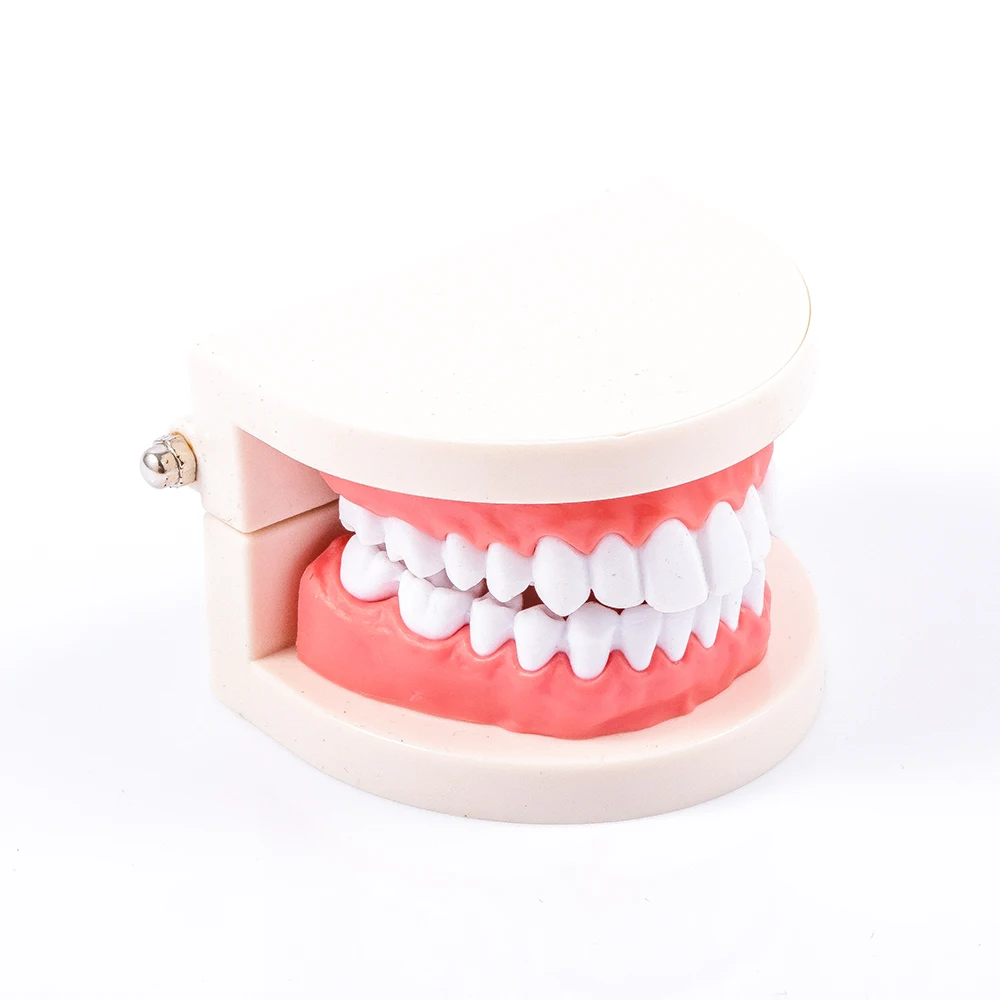 1 PC Beauty Health Dentist Dental Teaching Teeth Model Demonstration Oral Hygiene Adult Flesh Pink Gums Study Teeth Model
1 PC Beauty Health Dentist Dental Teaching Teeth Model Demonstration Oral Hygiene Adult Flesh Pink Gums Study Teeth Model