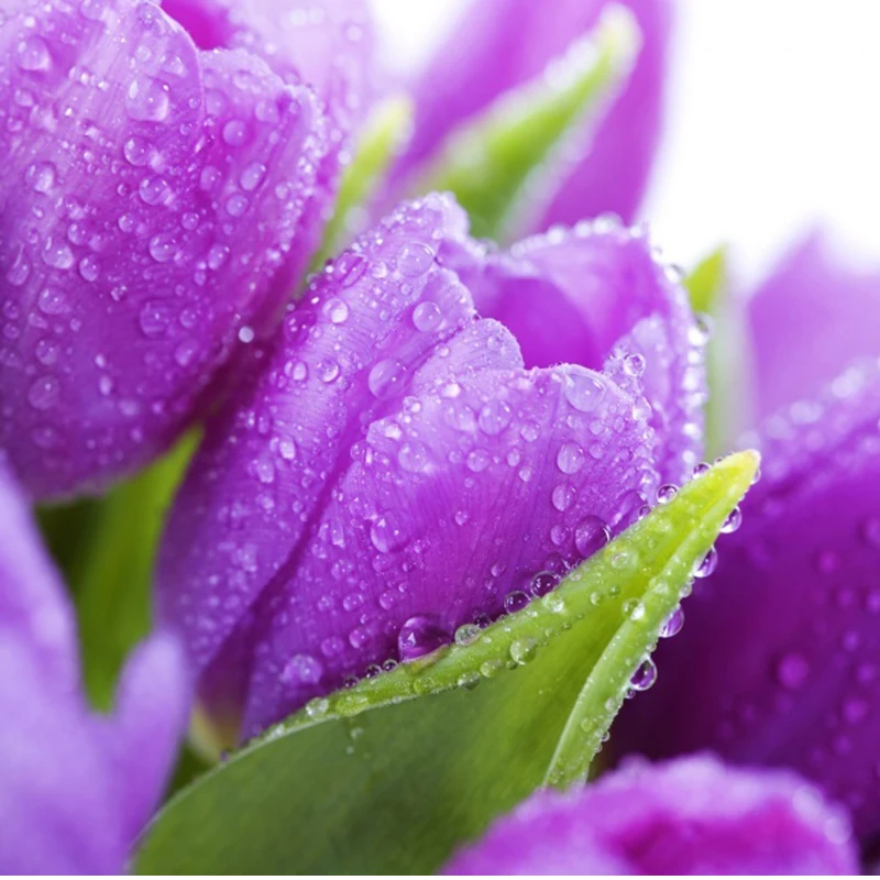 2pcs Purple Tulips Bulbs Root Planted flower bulbous garden bonsais flowers spring flowers for garden plants
2pcs Purple Tulips Bulbs Root Planted flower bulbous garden bonsais flowers spring flowers for garden plants