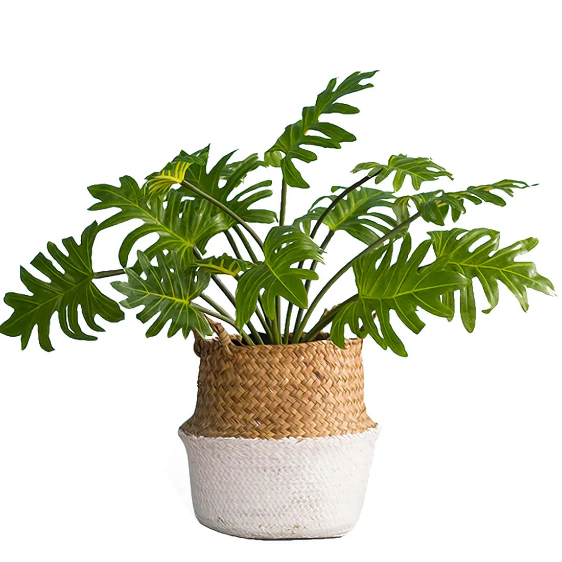 Mexican Autumn Decoration Artificial Plants Green Turtle Leaves Garden Home decor artificial grass plant 1 Bouquet
Mexican Autumn Decoration Artificial Plants Green Turtle Leaves Garden Home decor artificial grass plant 1 Bouquet