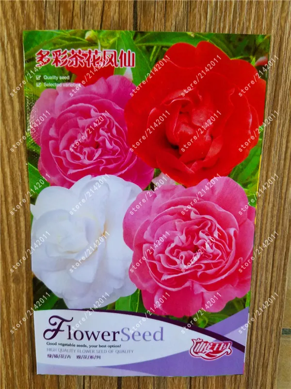 true Garden Balsam Impatiens Balsamina ,real factory package,Bonsai Flower plants for garden
true Garden Balsam Impatiens Balsamina ,real factory package,Bonsai Flower plants for garden