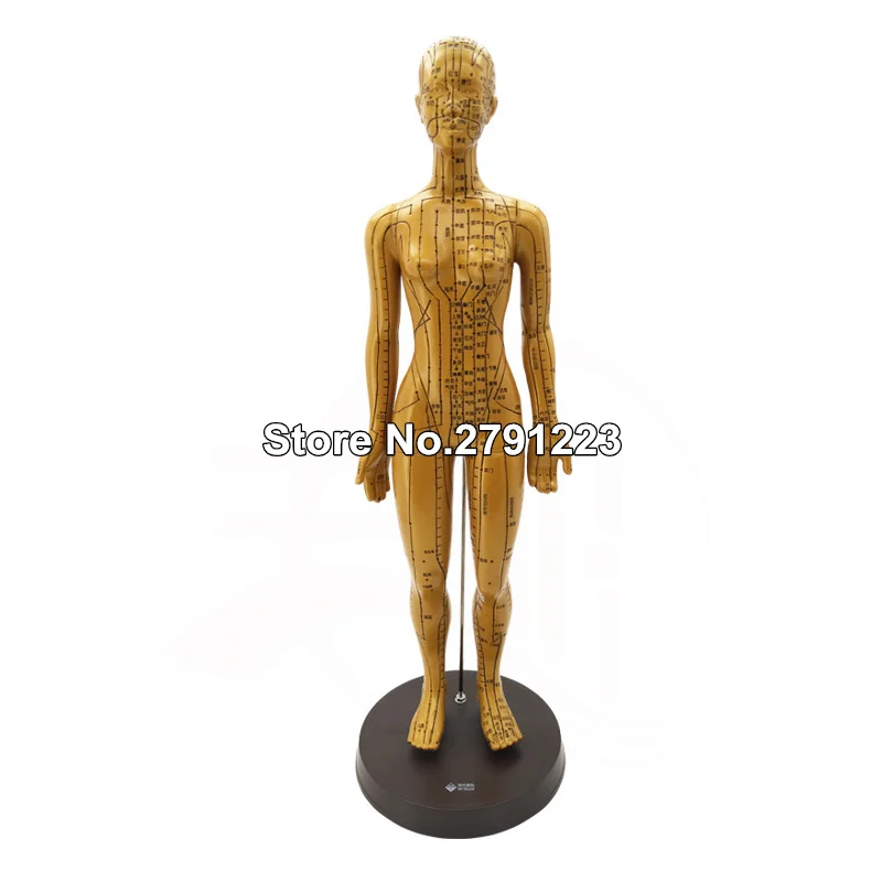 Meridian model human acupuncture point human body model 48cm Medical Education Appliances female High Quality 
Meridian model human acupuncture point human body model 48cm Medical Education Appliances female High Quality