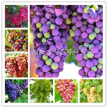 buy rainbow grapes and