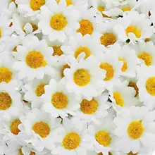 promoção de flower white