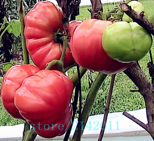 Tomato plants, 100pcs/bag rare giant red tomato,tomato tree, Heirloom Organic Vegetable , bonsai potted plant for home garden
Tomato plants, 100pcs/bag rare giant red tomato,tomato tree, Heirloom Organic Vegetable , bonsai potted plant for home garden