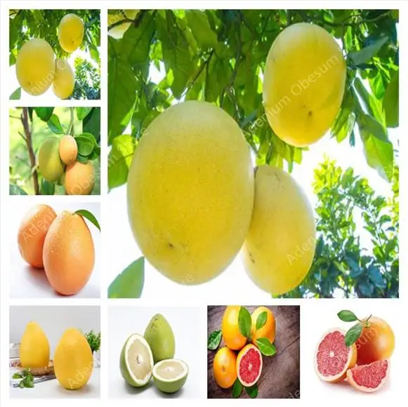 50pcs of bag Hardy Mini Pummello Pomelo tree Dwarf kao Pan Grapefruit! Rare Bonsai Fruit plant for home garden free shipping
50pcs of bag Hardy Mini Pummello Pomelo tree Dwarf kao Pan Grapefruit! Rare Bonsai Fruit plant for home garden free shipping