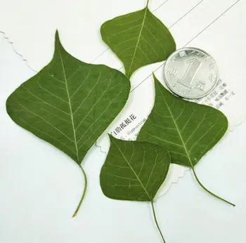 120pcs Pressed Dried Loropetalum chinense var.rubrum Leaf Herbarium For Jewelry Making Face Makeup Postcard Frame Phone Case
120pcs Pressed Dried Loropetalum chinense var.rubrum Leaf Herbarium For Jewelry Making Face Makeup Postcard Frame Phone Case