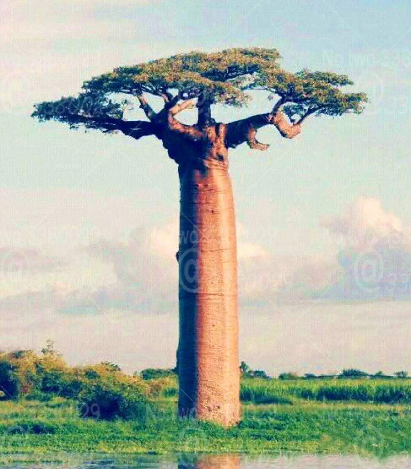 50Pcs Adansonia digitata bonsai rare Baobab tree bonsai tree perennial plants Tropical plant for home garden decoration
50Pcs Adansonia digitata bonsai rare Baobab tree bonsai tree perennial plants Tropical plant for home garden decoration