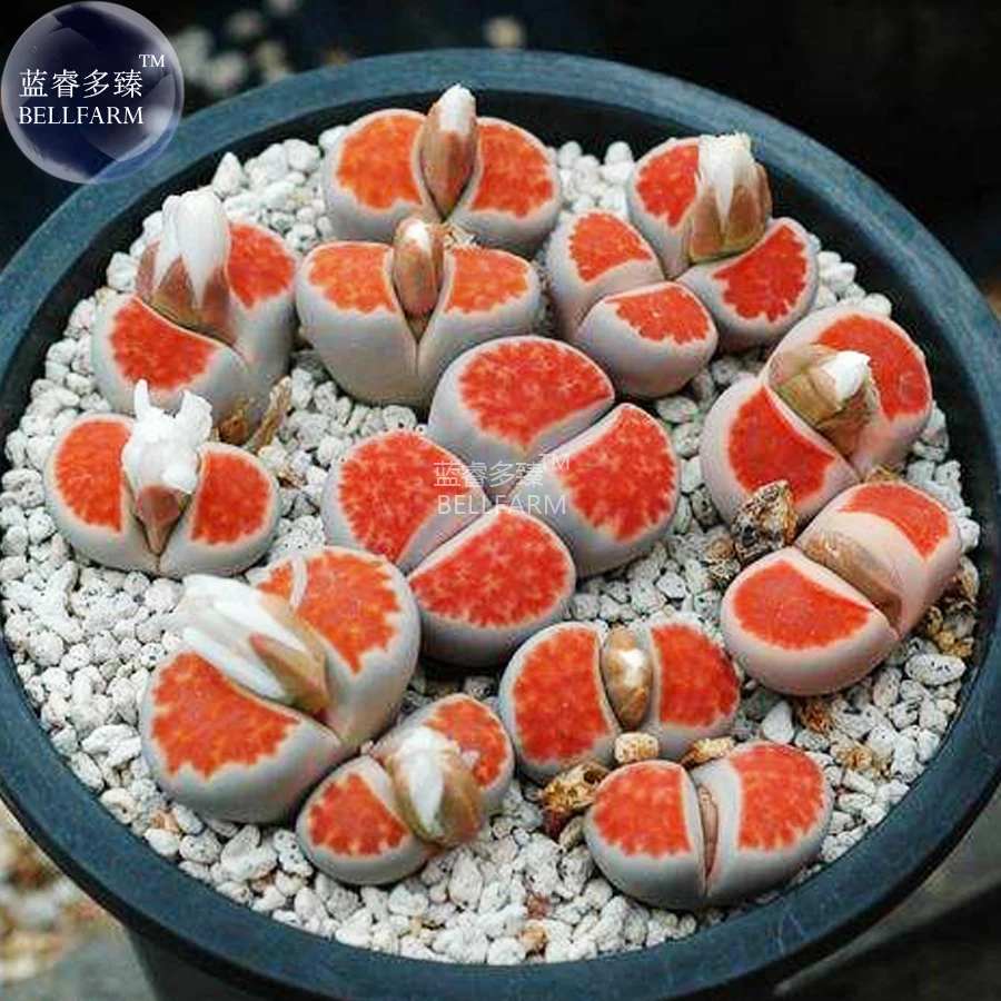 BELLFARM Lithops Julii 