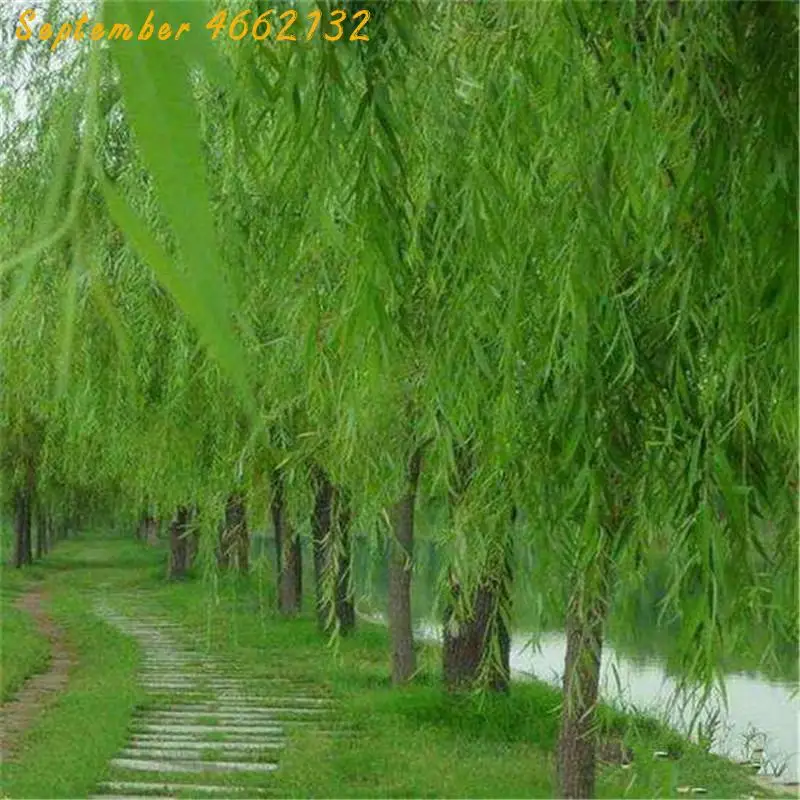 50Pcs Beautiful True Bonsai Fresh Giant Garden Decoration Green Willow Tree Bonsai Salix babylonica,giant tree Willows bonsai
50Pcs Beautiful True Bonsai Fresh Giant Garden Decoration Green Willow Tree Bonsai Salix babylonica,giant tree Willows bonsai