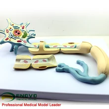 Neuron somatic nerve fiber structure magnification model medical brain dissolution neurological model
Neuron somatic nerve fiber structure magnification model medical brain dissolution neurological model