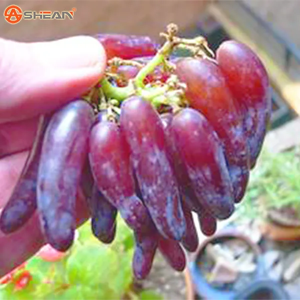 20 pcs / Pack Very Rare Finger Grape Advanced Fruit Natural Growth Grape Delicious Fruit Plants
20 pcs / Pack Very Rare Finger Grape Advanced Fruit Natural Growth Grape Delicious Fruit Plants