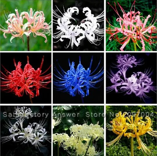 Lycoris Radiata Bonsai Potted Plants Planting Seasons Flower Bonsai for Garden 100PCS Perennial Planting Variety Complete
Lycoris Radiata Bonsai Potted Plants Planting Seasons Flower Bonsai for Garden 100PCS Perennial Planting Variety Complete