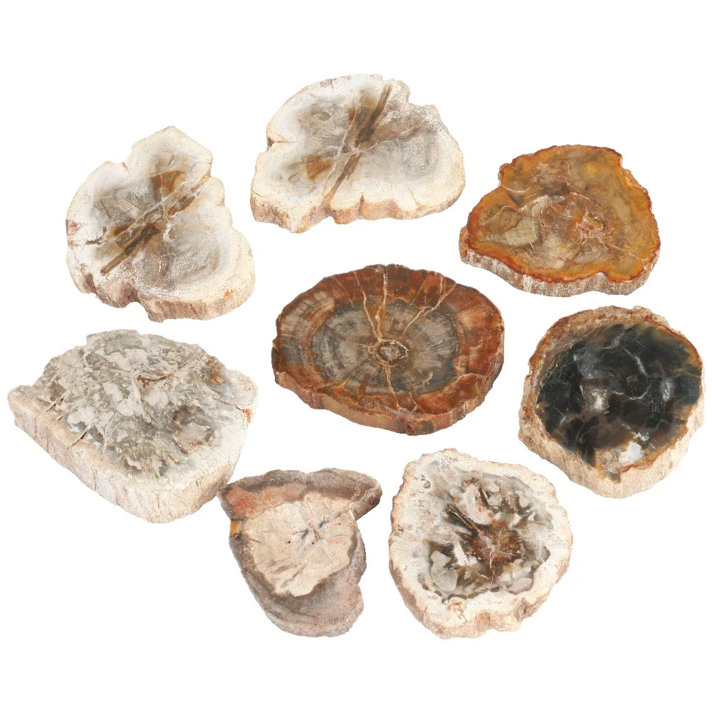 TUMBEELLUWA 1Lot (2Pc) Natural Petrified Wood Stone Slab Specimen,Random Shapes,Healing Crystal Collection,Jewelry Making
TUMBEELLUWA 1Lot (2Pc) Natural Petrified Wood Stone Slab Specimen,Random Shapes,Healing Crystal Collection,Jewelry Making