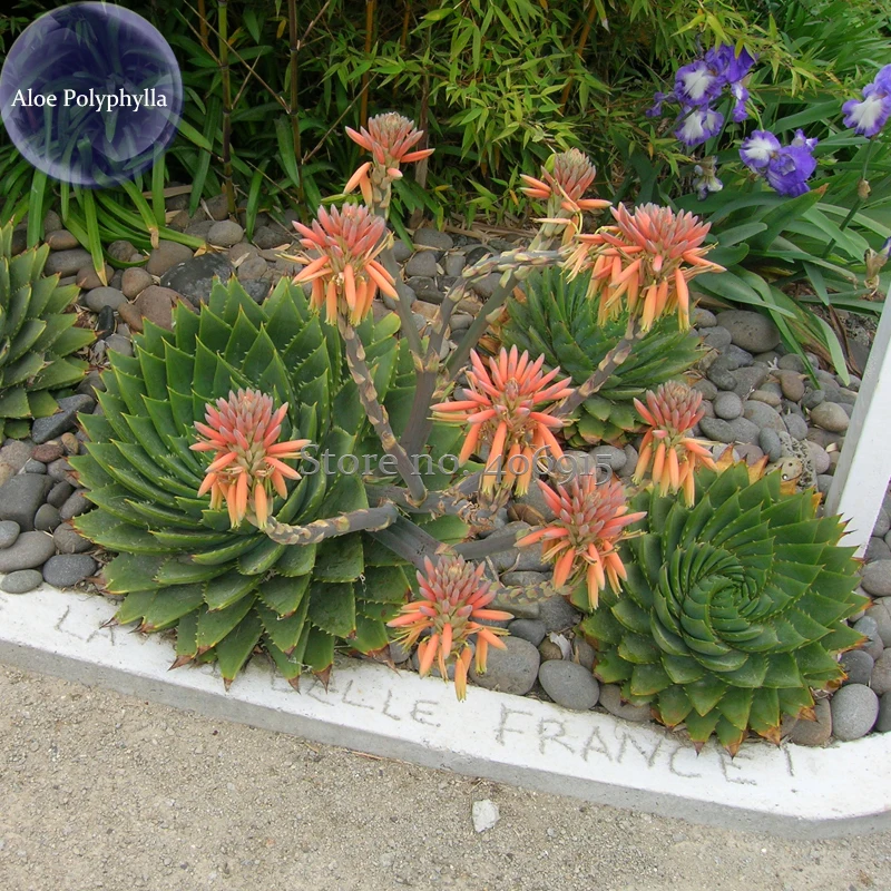 100% Genuine genuine Aloe Polyphyll, 1 seed, spiral aloe succulent E3973