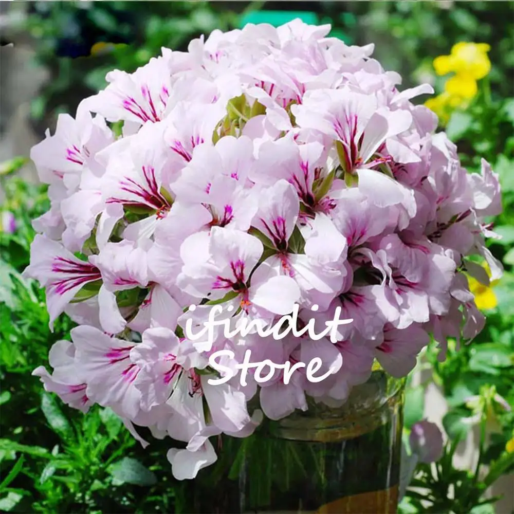 5pcs Purple Univalve Geranium Bonsai New Fresh Bonsai Perennial Flower Bonsai Pelargonium Peltatum Bonsai For Garden Balcony
5pcs Purple Univalve Geranium Bonsai New Fresh Bonsai Perennial Flower Bonsai Pelargonium Peltatum Bonsai For Garden Balcony