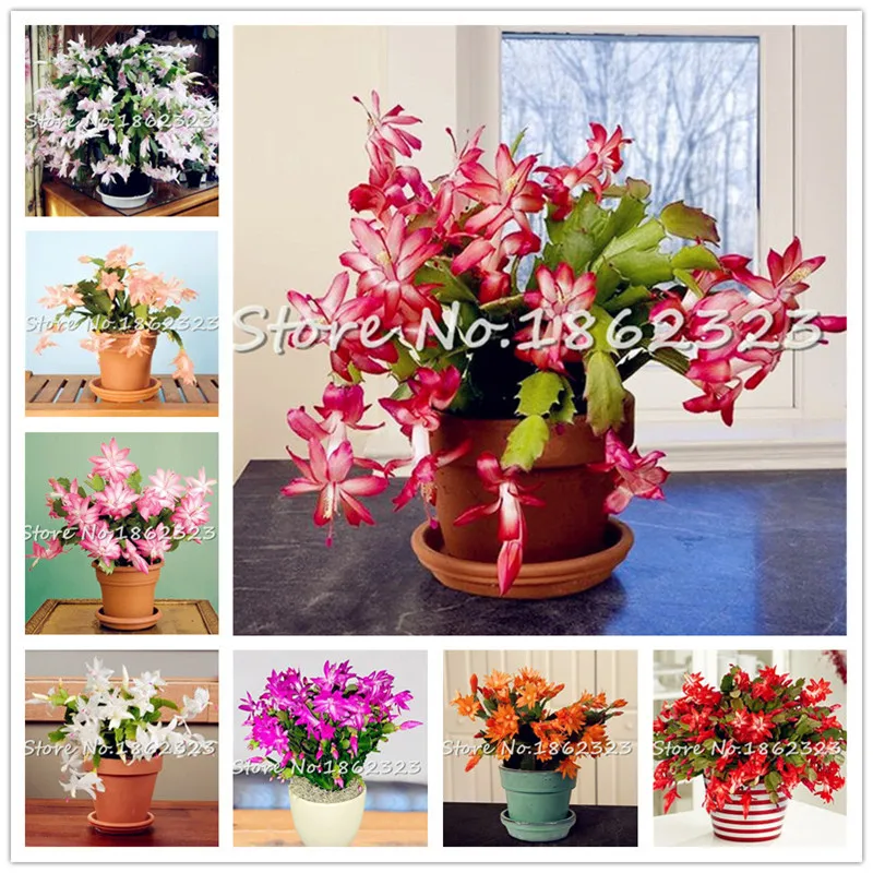 Promotion! 100 Pcs Mini Epiphyllum Bonsai Rare Cactus Flowering Color Cacti Purify the Air, Office plants Rare Succulent Flower
Promotion! 100 Pcs Mini Epiphyllum Bonsai Rare Cactus Flowering Color Cacti Purify the Air, Office plants Rare Succulent Flower
