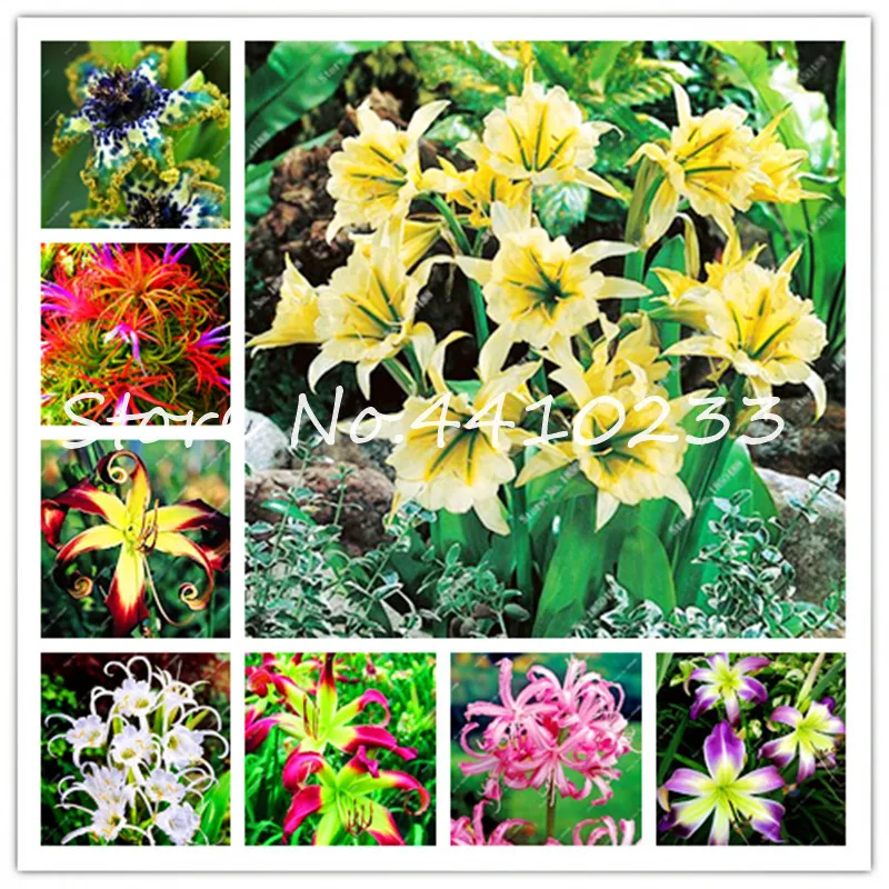 2018 New! 100 Pcs/Bag Rare Spider Lily Bonsai ,Cheap Perfume Lily Flower Pleasant Fragrance Planting For Home & Garden
2018 New! 100 Pcs/Bag Rare Spider Lily Bonsai ,Cheap Perfume Lily Flower Pleasant Fragrance Planting For Home & Garden