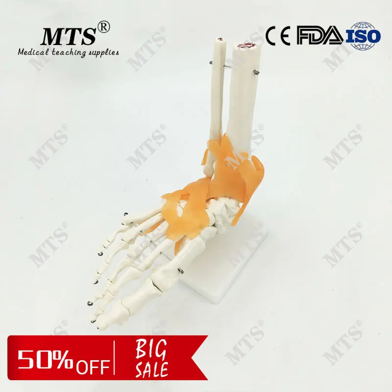 1:1 Human anatomy skeleton Foot joint function skeleton model medical Teaching foot bone model with Ligament traumatic pistol
1:1 Human anatomy skeleton Foot joint function skeleton model medical Teaching foot bone model with Ligament traumatic pistol