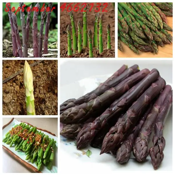 50 pcs asparagus lower blood pressur,Vegetable and fruit Asparagus Fern Small Bamboo Bonsai Setose Asparagus Plants
50 pcs asparagus lower blood pressur,Vegetable and fruit Asparagus Fern Small Bamboo Bonsai Setose Asparagus Plants