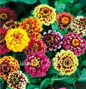 100 Mixed Color Zinnia Perennial Flower Garden Blooms Bonsai like Dragon Rose Easy to Plant DIY Garden Decoration,Easy Growing
100 Mixed Color Zinnia Perennial Flower Garden Blooms Bonsai like Dragon Rose Easy to Plant DIY Garden Decoration,Easy Growing